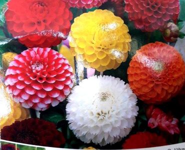 Далия Pompom микс 